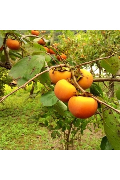 Хурма Голден Квин с большими созревшими плодами на дереве